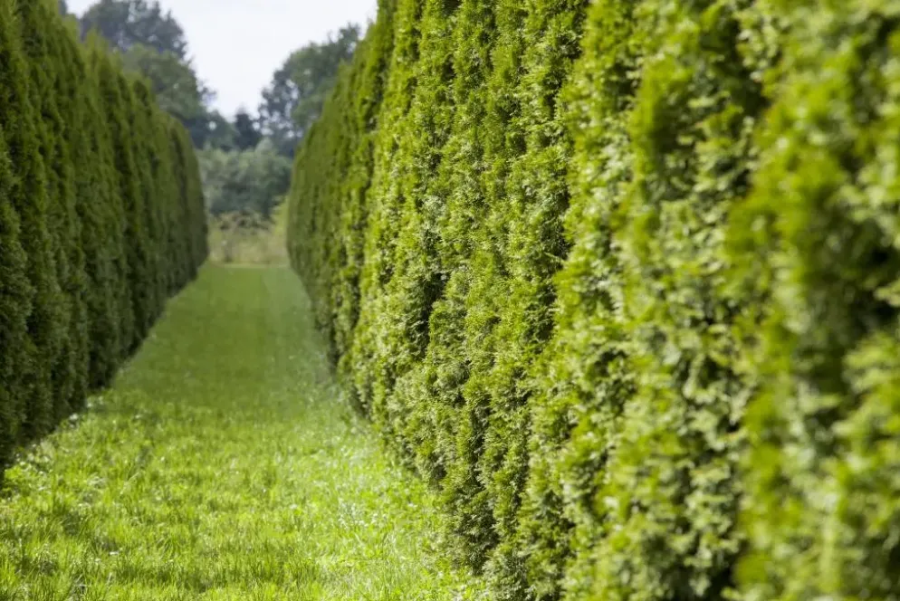 Thuja occidentalis 'Smaragd' (Westerse levensboom 'Smaragd')