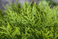 Thuja occidentalis 'Smaragd' (Westerse levensboom 'Smaragd')