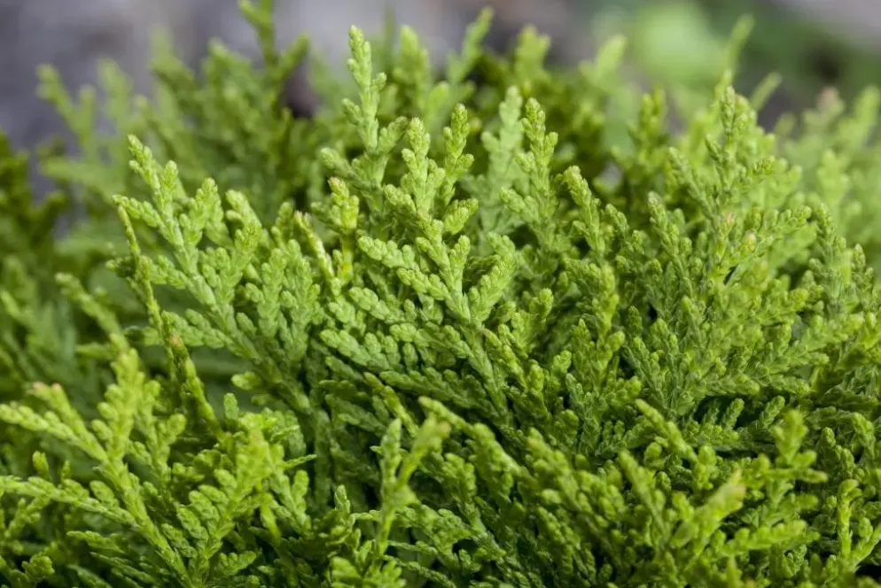 Thuja occidentalis 'Smaragd' (Westerse levensboom 'Smaragd')