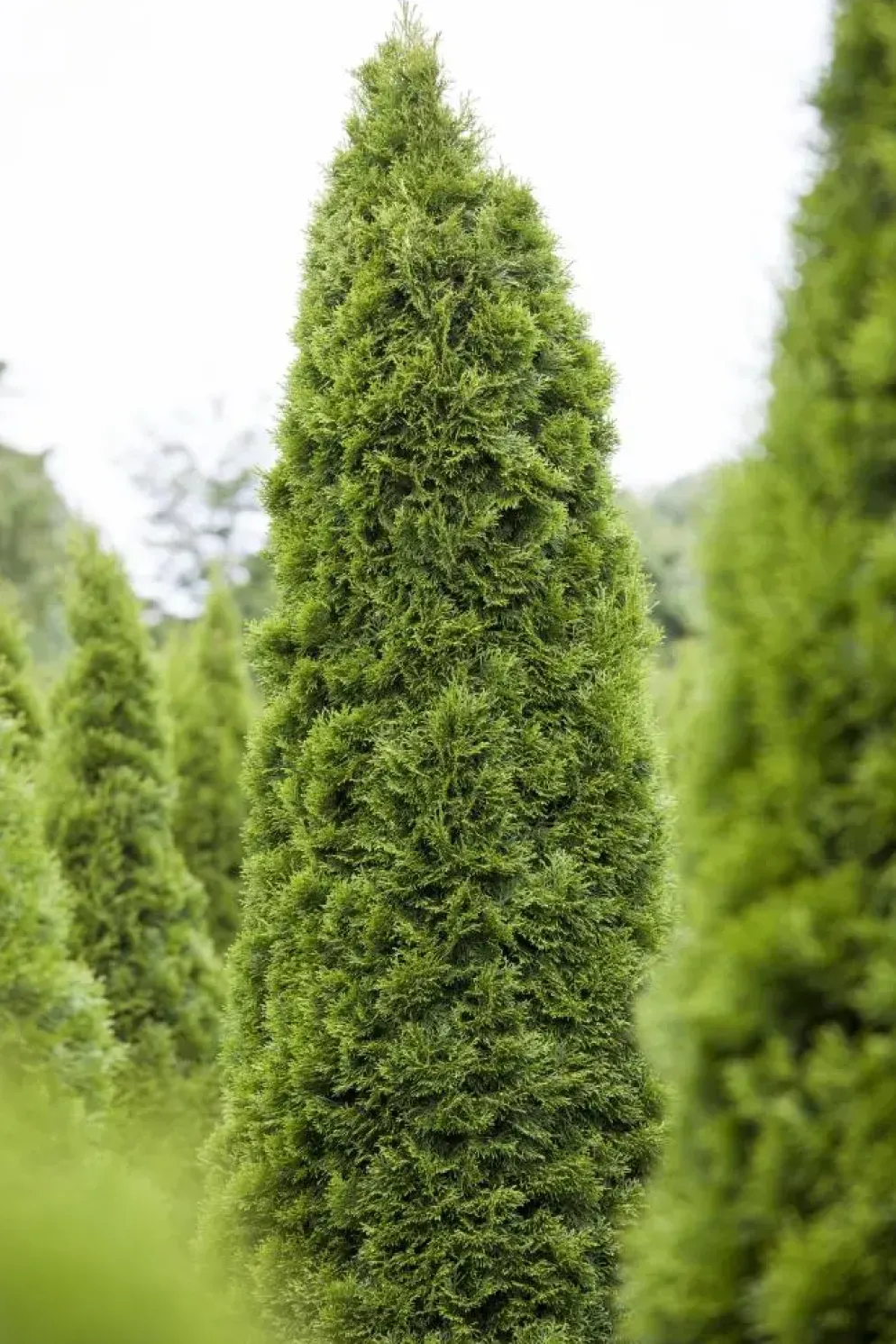Thuja occidentalis 'Smaragd' (Westerse levensboom 'Smaragd')