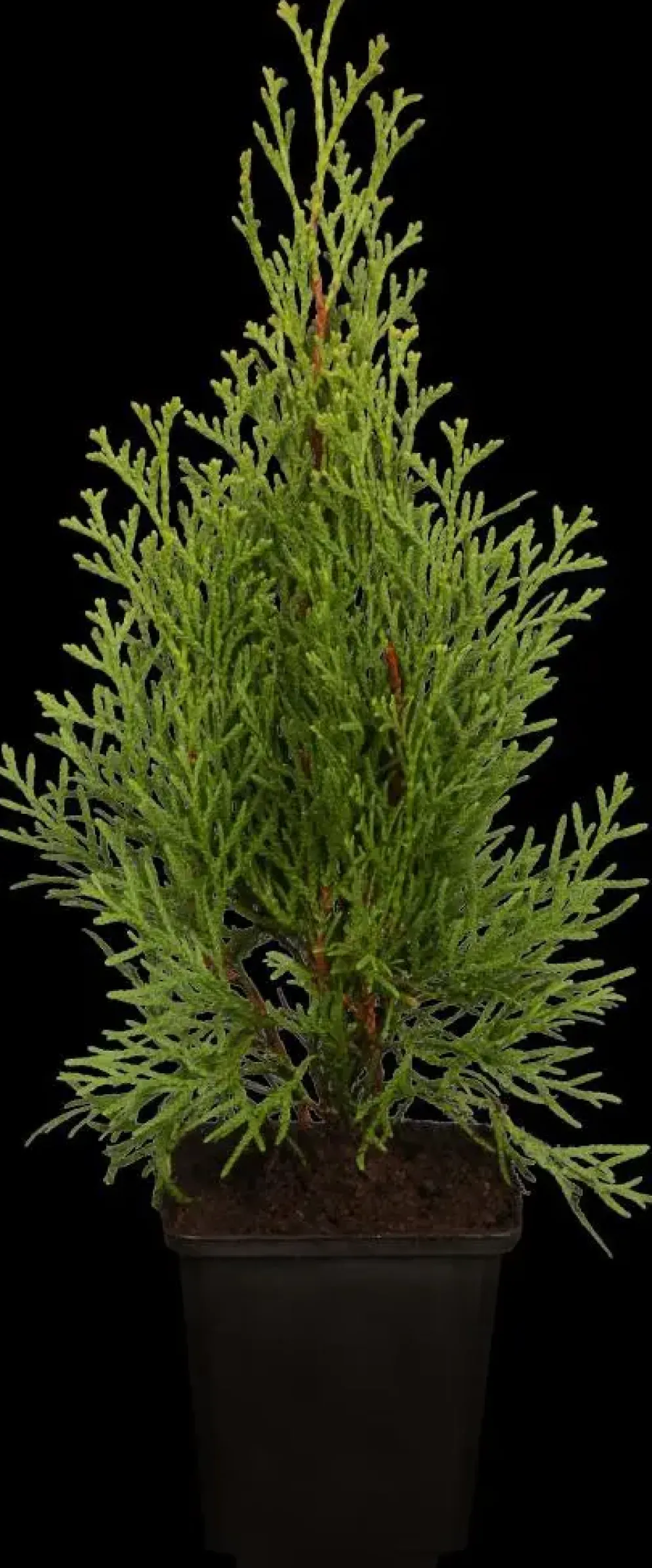 Thuja occidentalis 'Smaragd' (Westerse levensboom 'Smaragd')