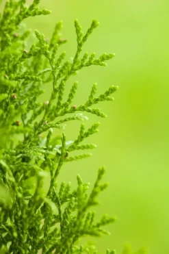Thuja occidentalis 'Smaragd' (Westerse levensboom 'Smaragd')