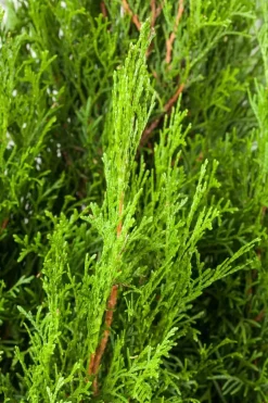 Thuja occidentalis 'Smaragd' (Westerse levensboom 'Smaragd')