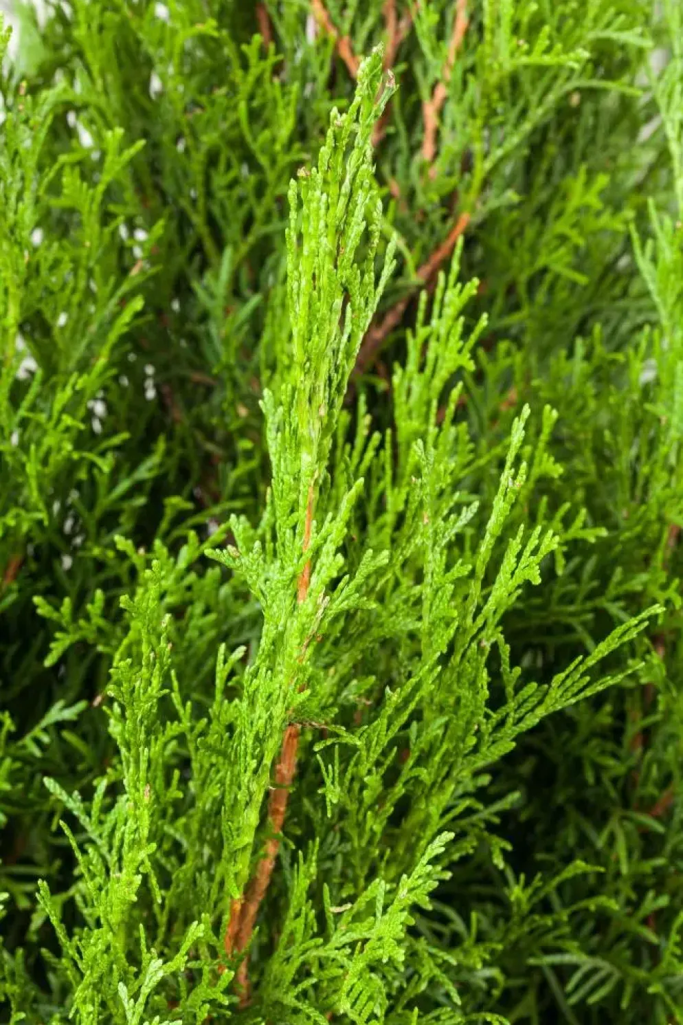 Thuja occidentalis 'Smaragd' (Westerse levensboom 'Smaragd')