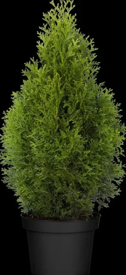 Thuja occidentalis 'Smaragd' (Westerse levensboom 'Smaragd')