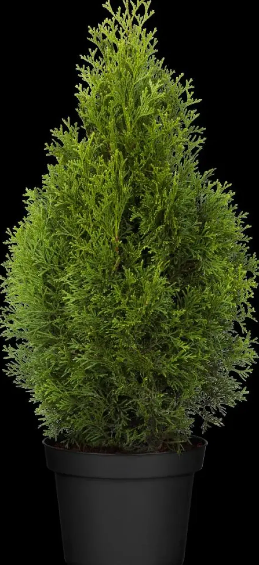 Thuja occidentalis 'Smaragd' (Westerse levensboom 'Smaragd')