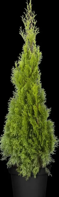 Thuja occidentalis 'Smaragd' (Westerse levensboom 'Smaragd')
