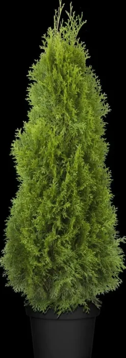 Thuja occidentalis 'Smaragd' (Westerse levensboom 'Smaragd')