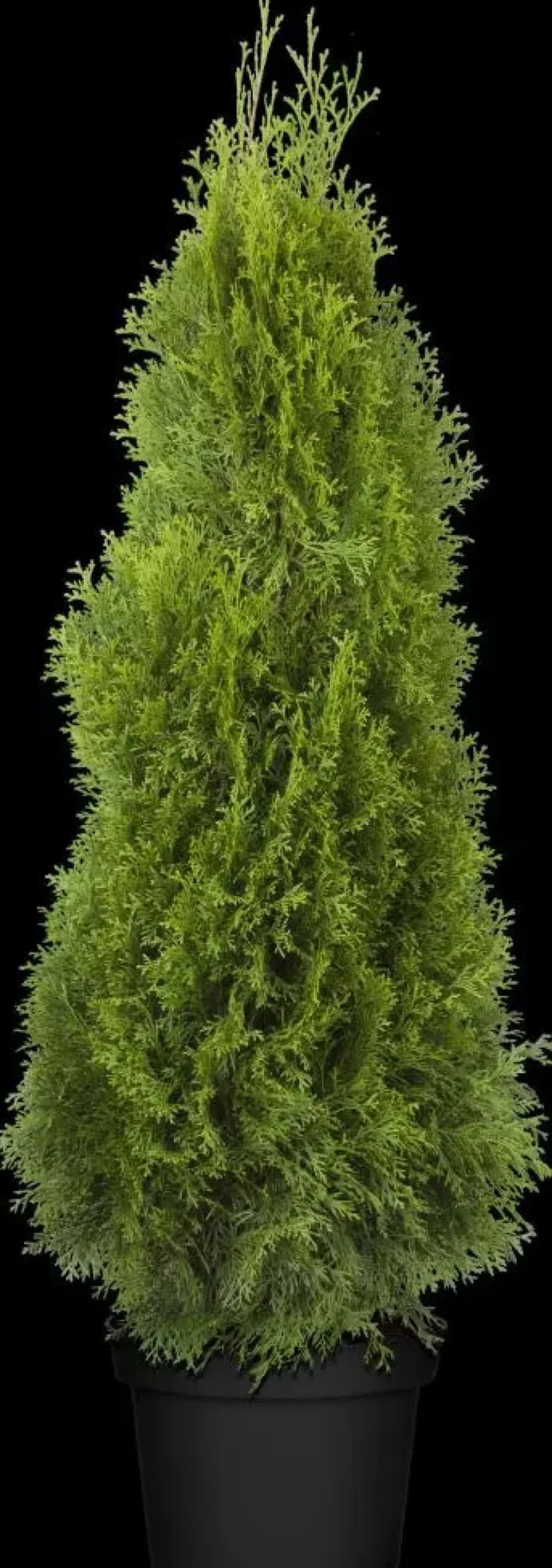 Thuja occidentalis 'Smaragd' (Westerse levensboom 'Smaragd')