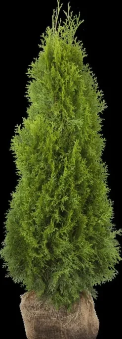 Thuja occidentalis 'Smaragd' (Westerse levensboom 'Smaragd')