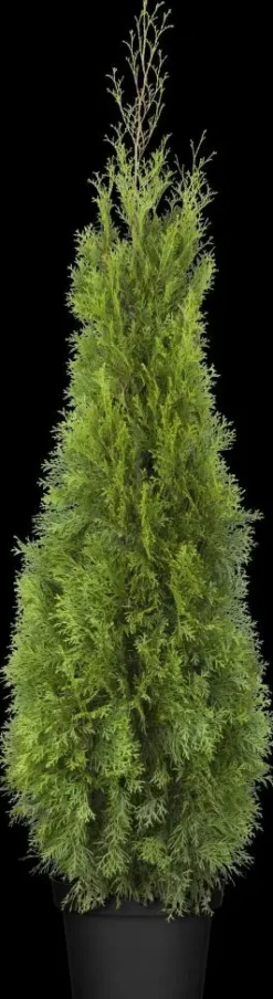 Thuja occidentalis 'Smaragd' (Westerse levensboom 'Smaragd')