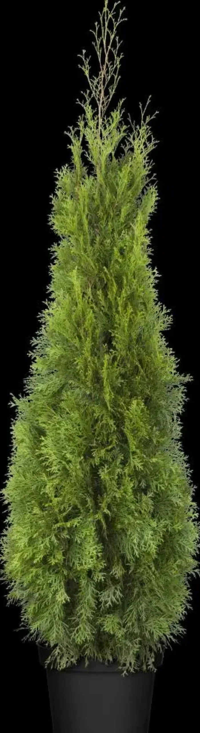 Thuja occidentalis 'Smaragd' (Westerse levensboom 'Smaragd')