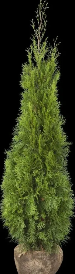 Thuja occidentalis 'Smaragd' (Westerse levensboom 'Smaragd')