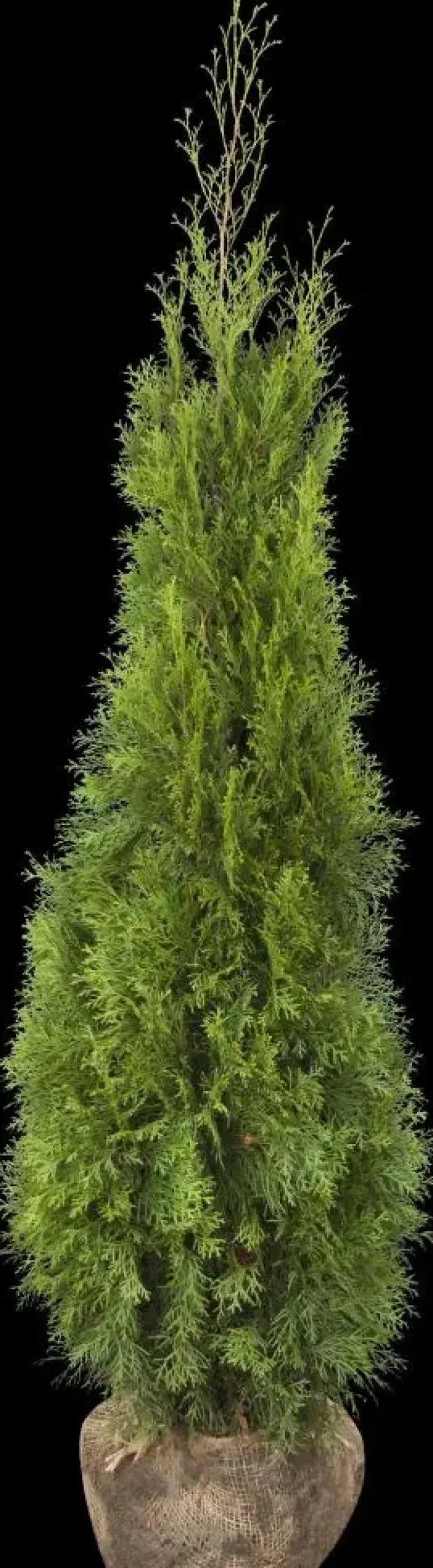 Thuja occidentalis 'Smaragd' (Westerse levensboom 'Smaragd')