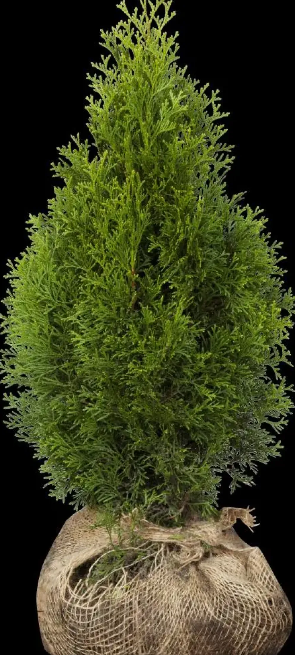 Thuja occidentalis 'Smaragd' (Westerse levensboom 'Smaragd')