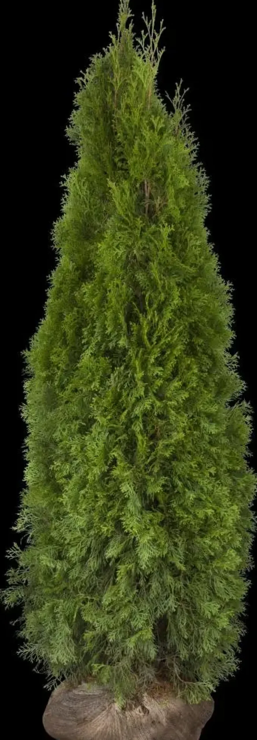 Thuja occidentalis 'Smaragd' (Westerse levensboom 'Smaragd')