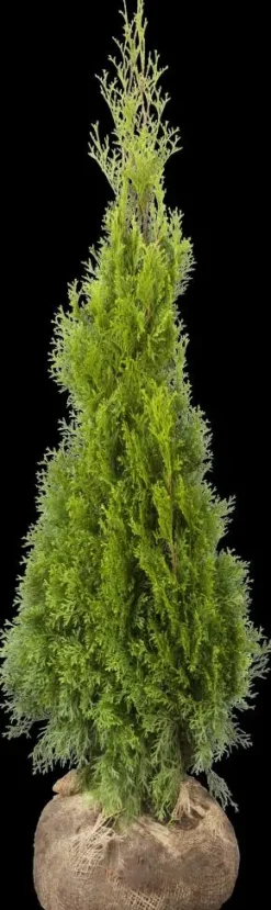 Thuja occidentalis 'Smaragd' (Westerse levensboom 'Smaragd')