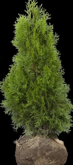 Thuja occidentalis 'Smaragd' (Westerse levensboom 'Smaragd')