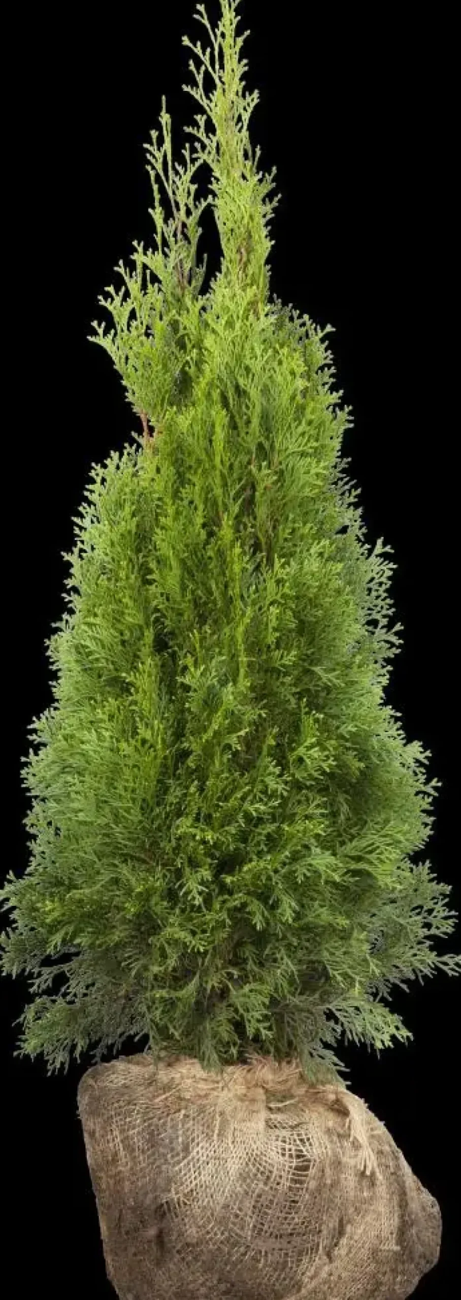 Thuja occidentalis 'Smaragd' (Westerse levensboom 'Smaragd')