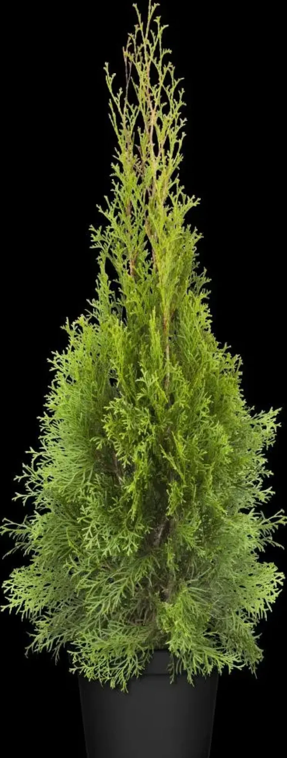 Thuja occidentalis 'Smaragd' (Westerse levensboom 'Smaragd')