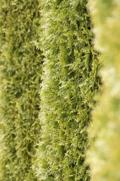 Thuja occidentalis 'Smaragd' (Westerse levensboom 'Smaragd')