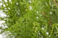 Thuja occidentalis 'Smaragd' (Westerse levensboom 'Smaragd')