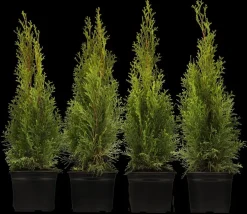 Thuja occidentalis 'Smaragd' (Westerse levensboom 'Smaragd')