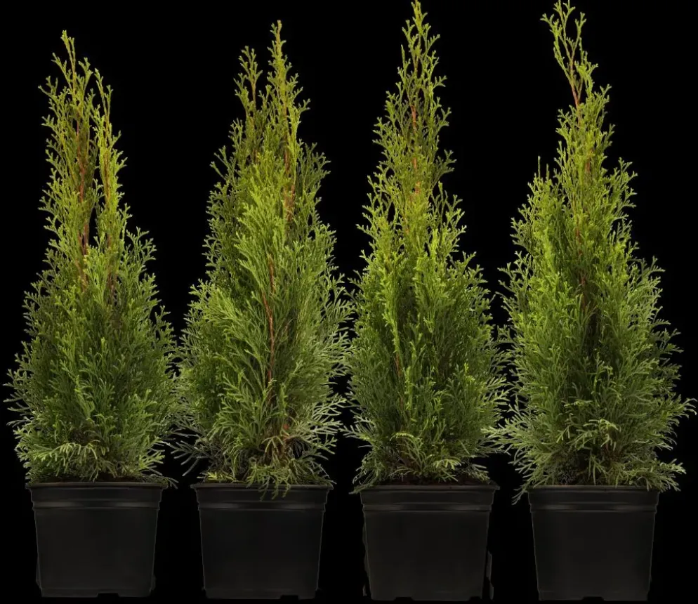 Thuja occidentalis 'Smaragd' (Westerse levensboom 'Smaragd')