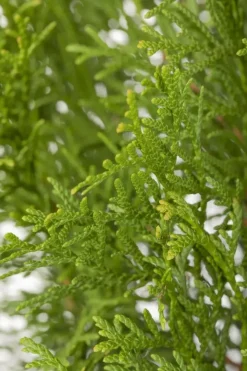 Thuja occidentalis 'Smaragd' (Westerse levensboom 'Smaragd')