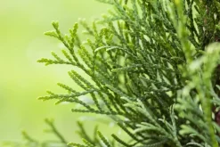 Thuja occidentalis 'Smaragd' (Westerse levensboom 'Smaragd')