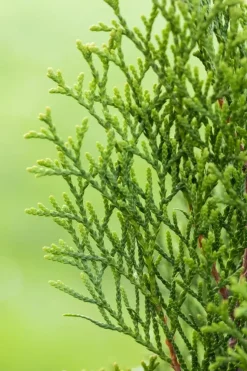 Thuja occidentalis 'Smaragd' (Westerse levensboom 'Smaragd')