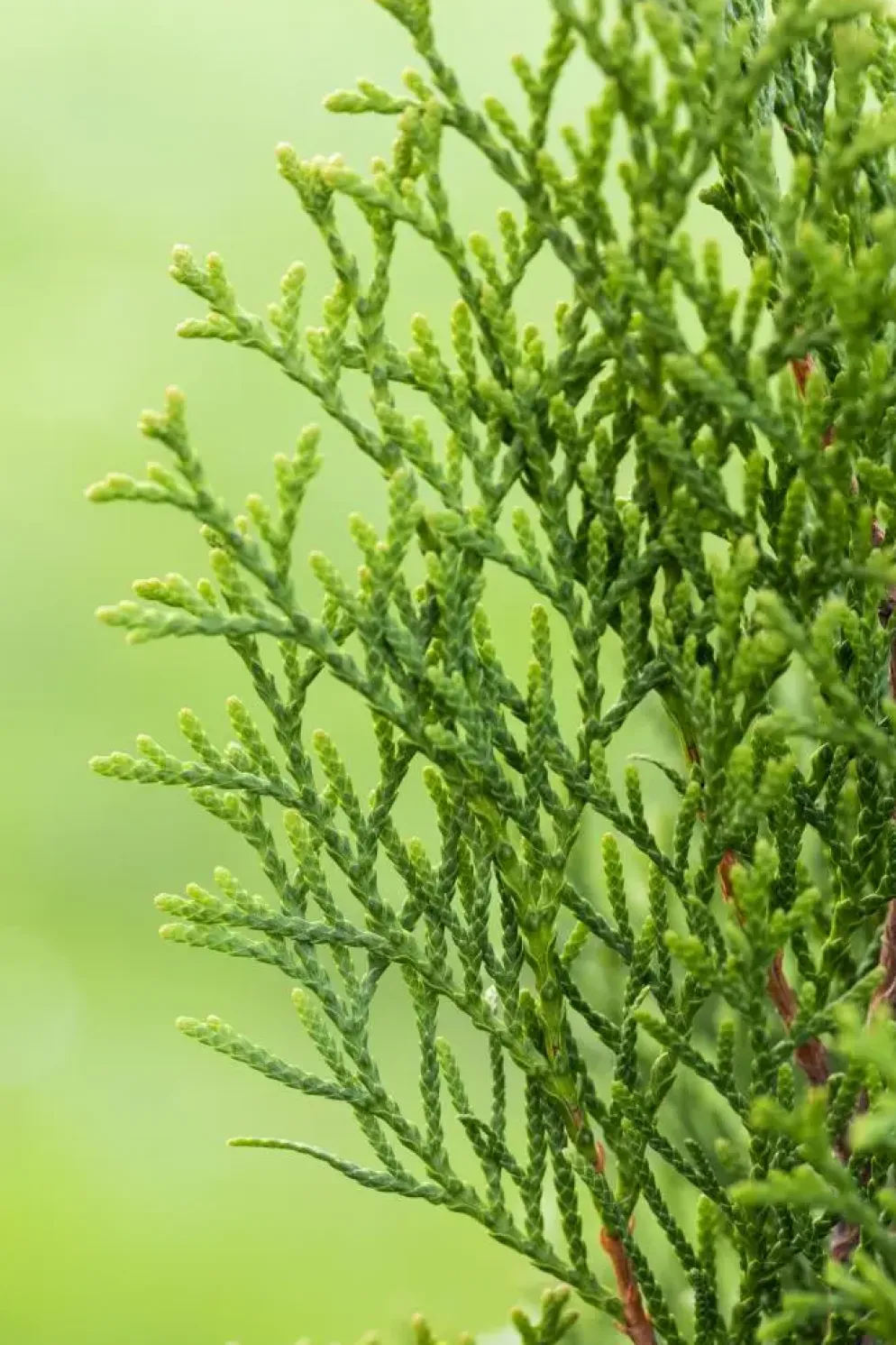 Thuja occidentalis 'Smaragd' (Westerse levensboom 'Smaragd')