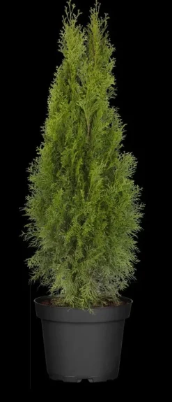 Thuja occidentalis 'Smaragd' (Westerse levensboom 'Smaragd')