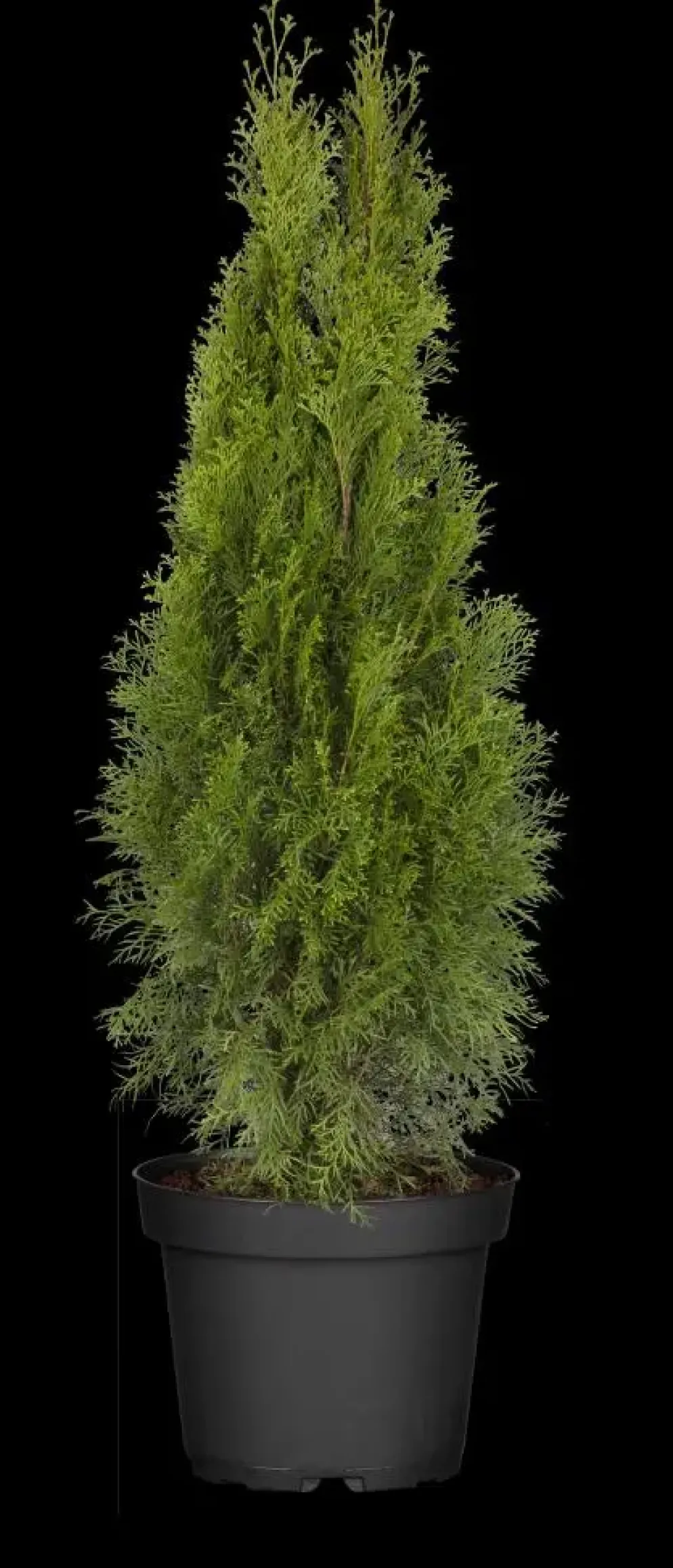 Thuja occidentalis 'Smaragd' (Westerse levensboom 'Smaragd')