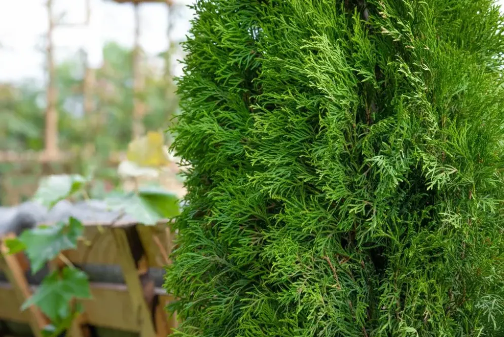 Thuja occidentalis 'Smaragd' (Westerse levensboom 'Smaragd')