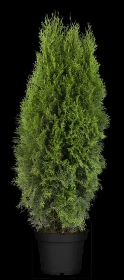 Thuja occidentalis 'Smaragd' (Westerse levensboom 'Smaragd')