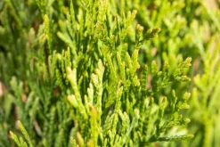 Thuja occidentalis 'Smaragd' (Westerse levensboom 'Smaragd')