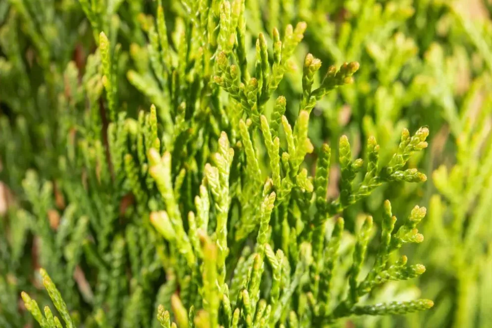 Thuja occidentalis 'Smaragd' (Westerse levensboom 'Smaragd')