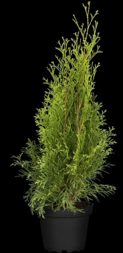 Thuja occidentalis 'Smaragd' (Westerse levensboom 'Smaragd')