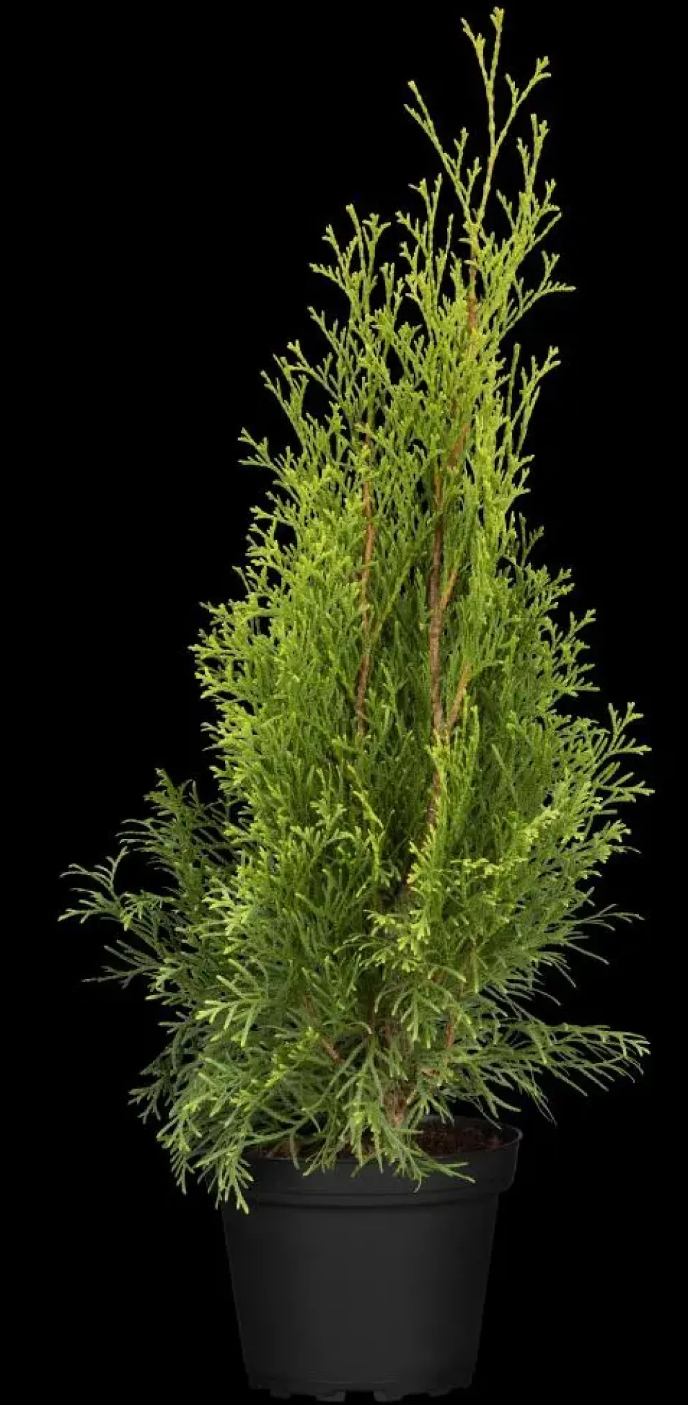Thuja occidentalis 'Smaragd' (Westerse levensboom 'Smaragd')