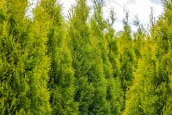 Thuja occidentalis 'Smaragd' (Westerse levensboom 'Smaragd')
