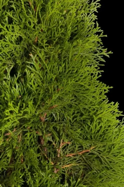 Thuja occidentalis 'Smaragd' (Westerse levensboom 'Smaragd')