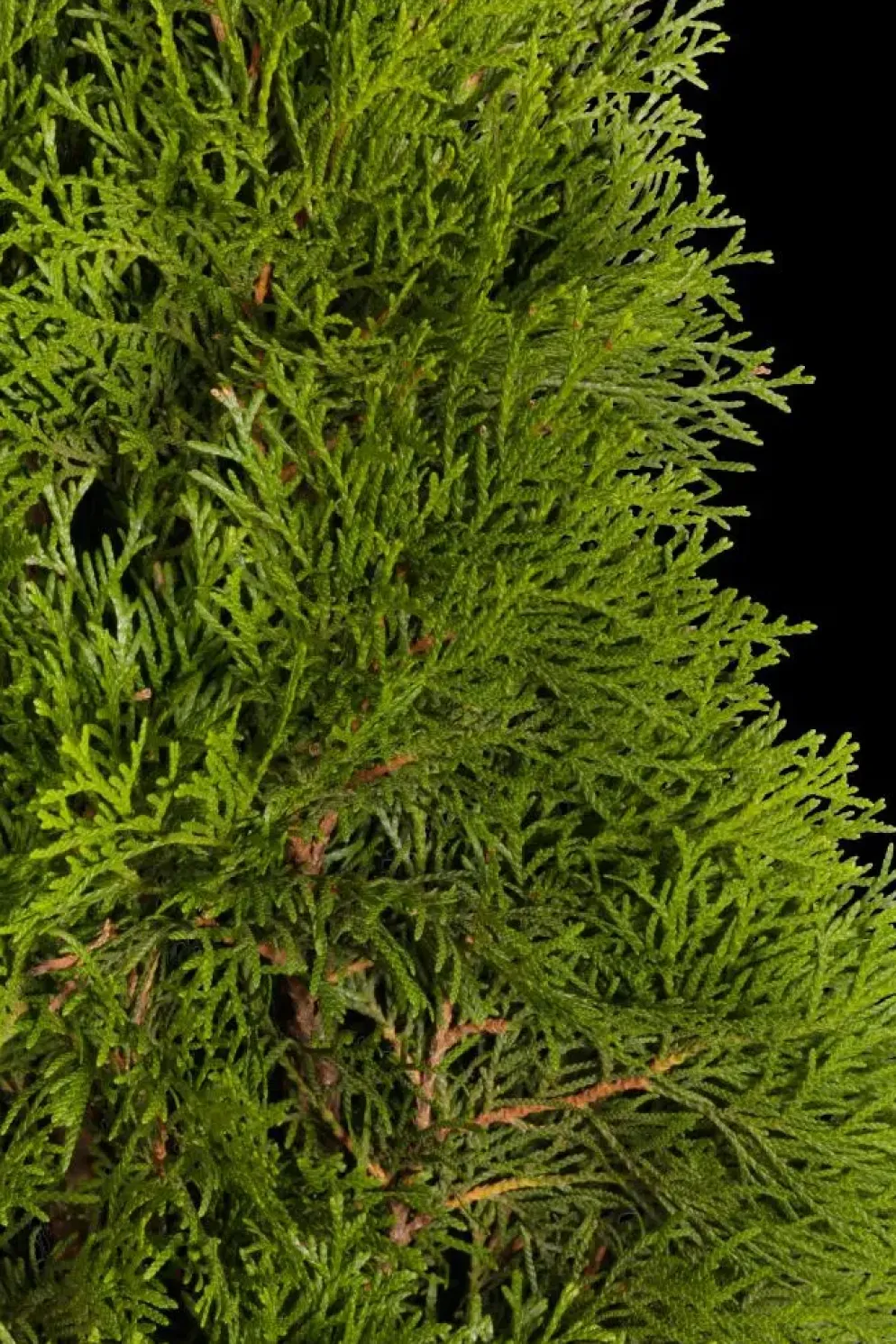 Thuja occidentalis 'Smaragd' (Westerse levensboom 'Smaragd')