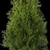 Thuja occidentalis 'Smaragd' (Westerse levensboom 'Smaragd')