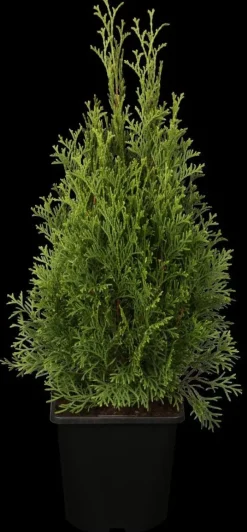Thuja occidentalis 'Smaragd' (Westerse levensboom 'Smaragd')