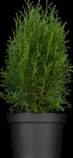 Thuja occidentalis 'Smaragd' (Westerse levensboom 'Smaragd')