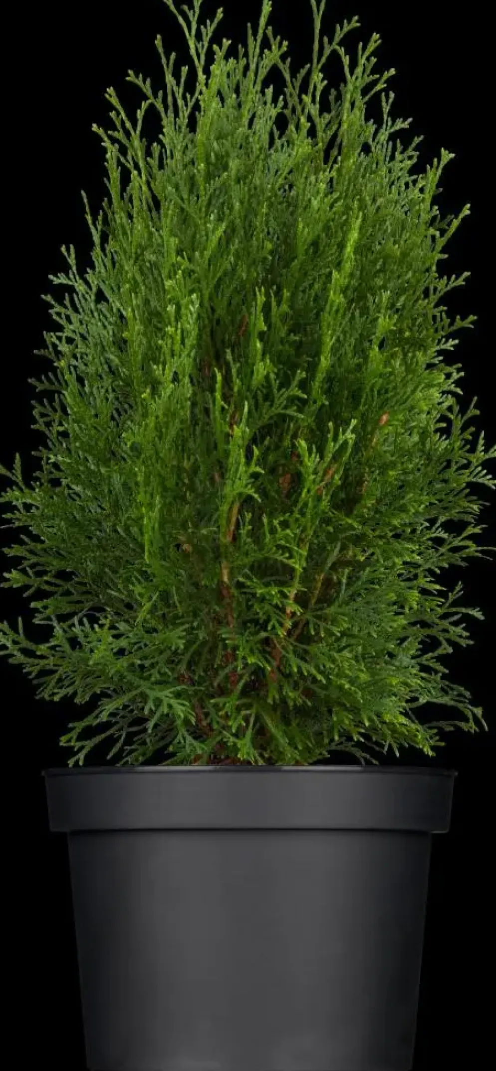 Thuja occidentalis 'Smaragd' (Westerse levensboom 'Smaragd')