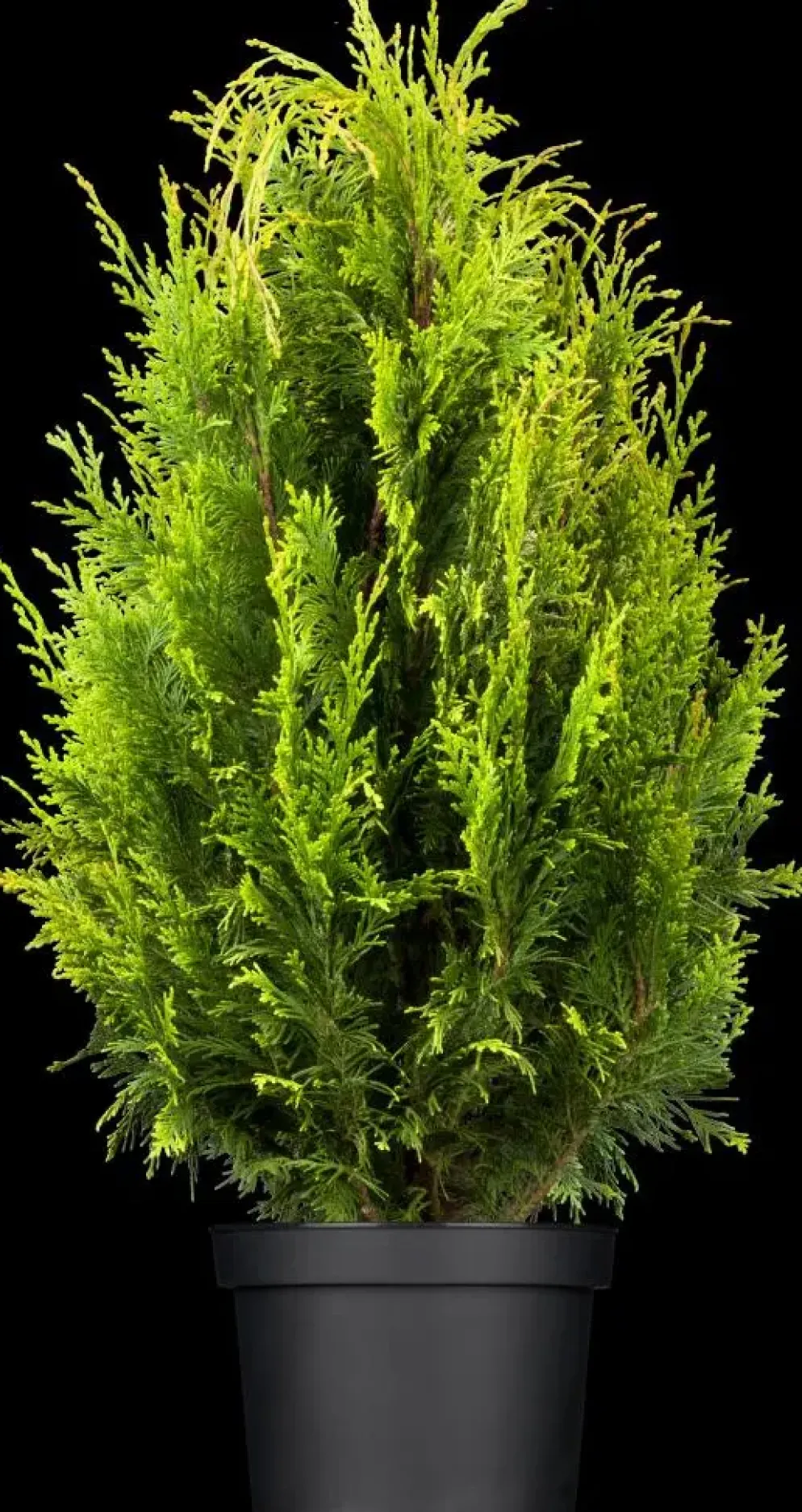 Thuja occidentalis 'Smaragd' (Westerse levensboom 'Smaragd')