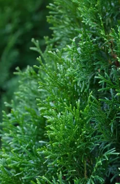 Thuja occidentalis 'Smaragd' (Westerse levensboom 'Smaragd')