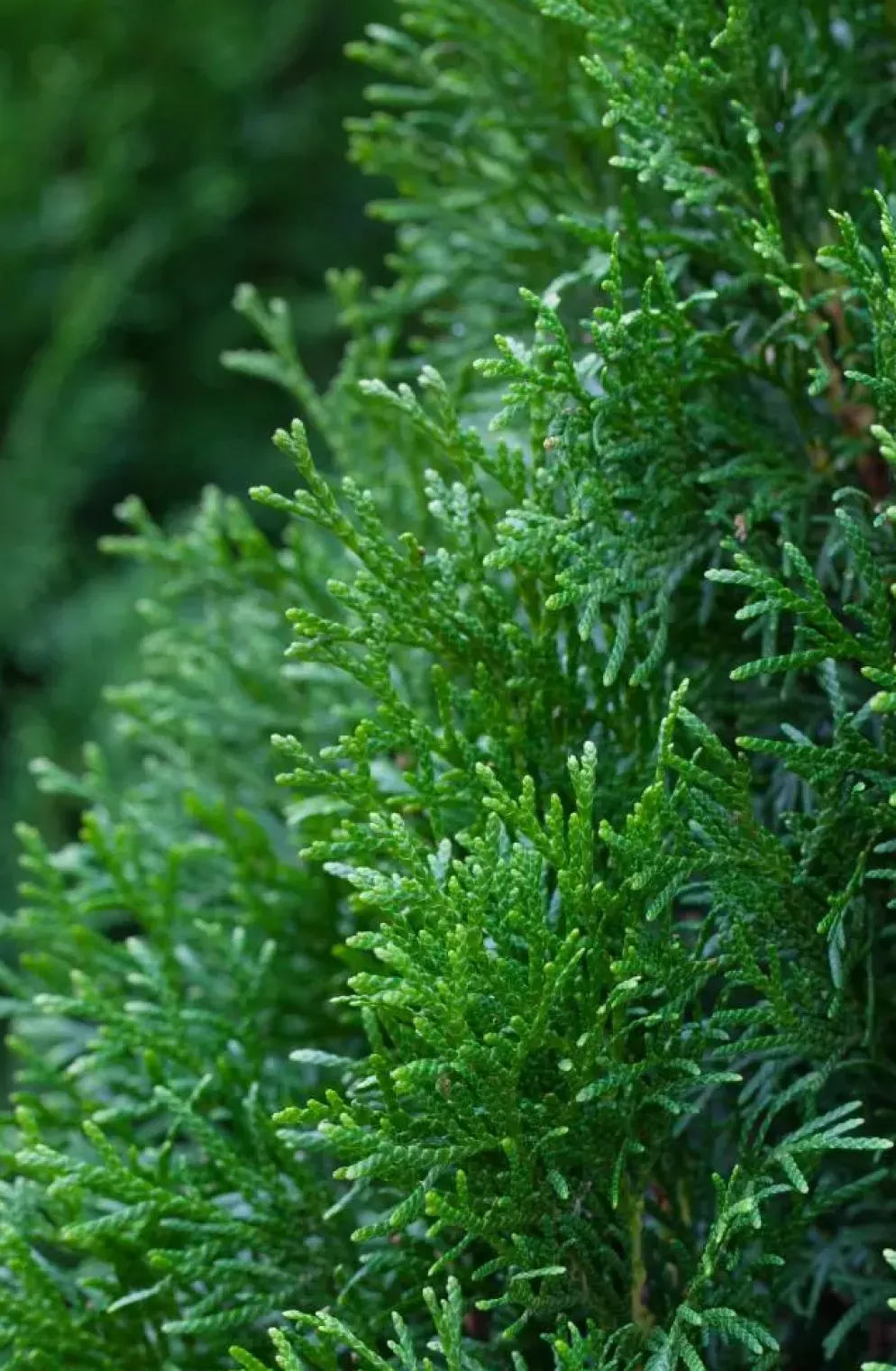 Thuja occidentalis 'Smaragd' (Westerse levensboom 'Smaragd')